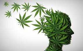 Cannabis hoofd